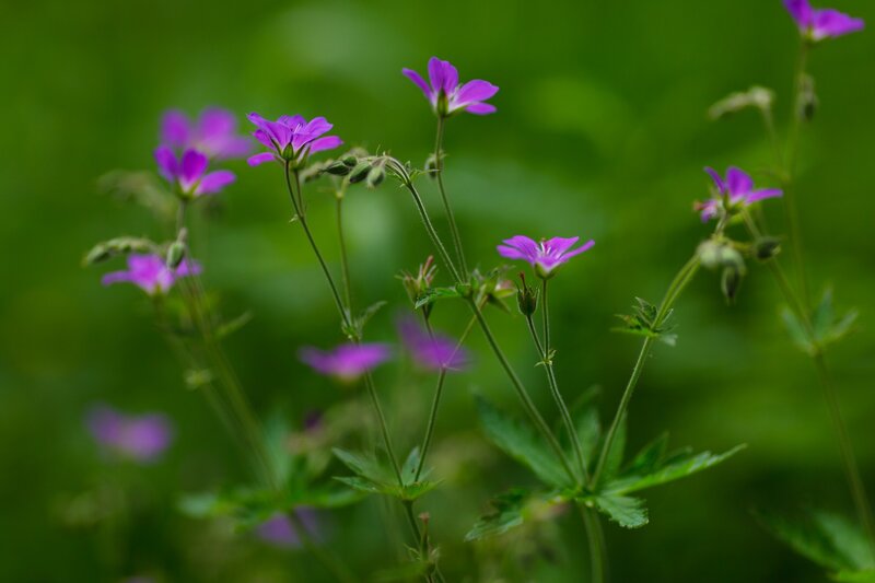Purple wildflowers in a green field