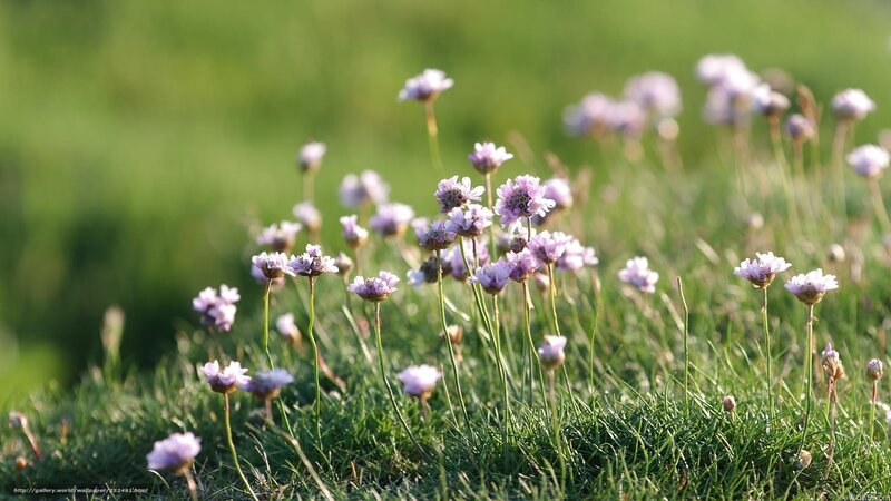 Purple wildflowers in a green field