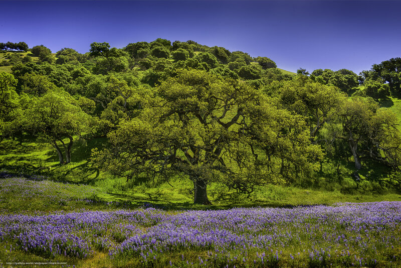 Purple wildflowers in a green valley