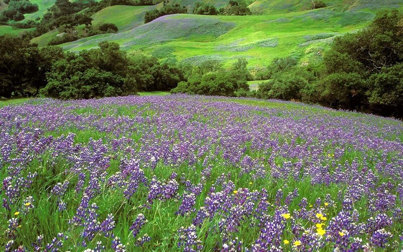 purple wildflowers in a green valley