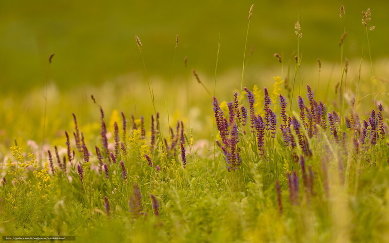 Purple wildflowers in a meadow