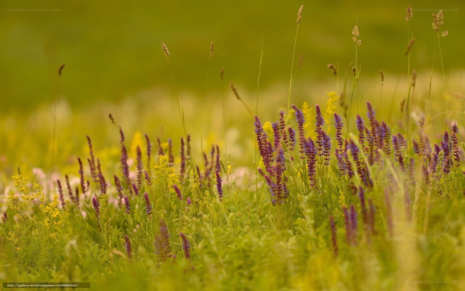 Purple wildflowers in a meadow