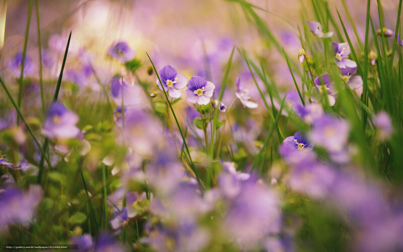 Purple wildflowers in a meadow