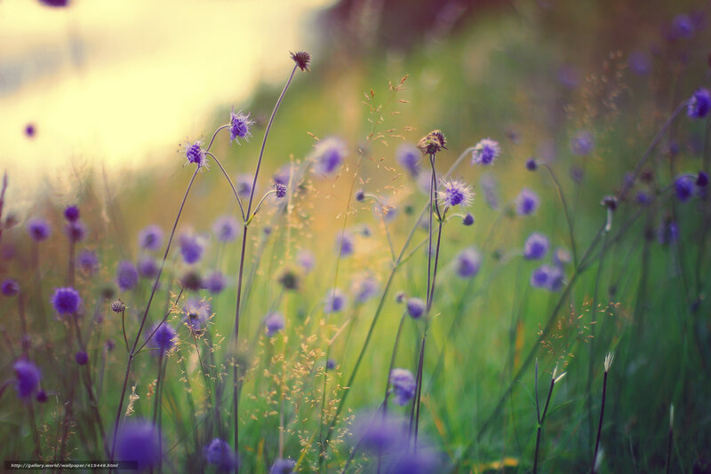 Purple wildflowers in a meadow