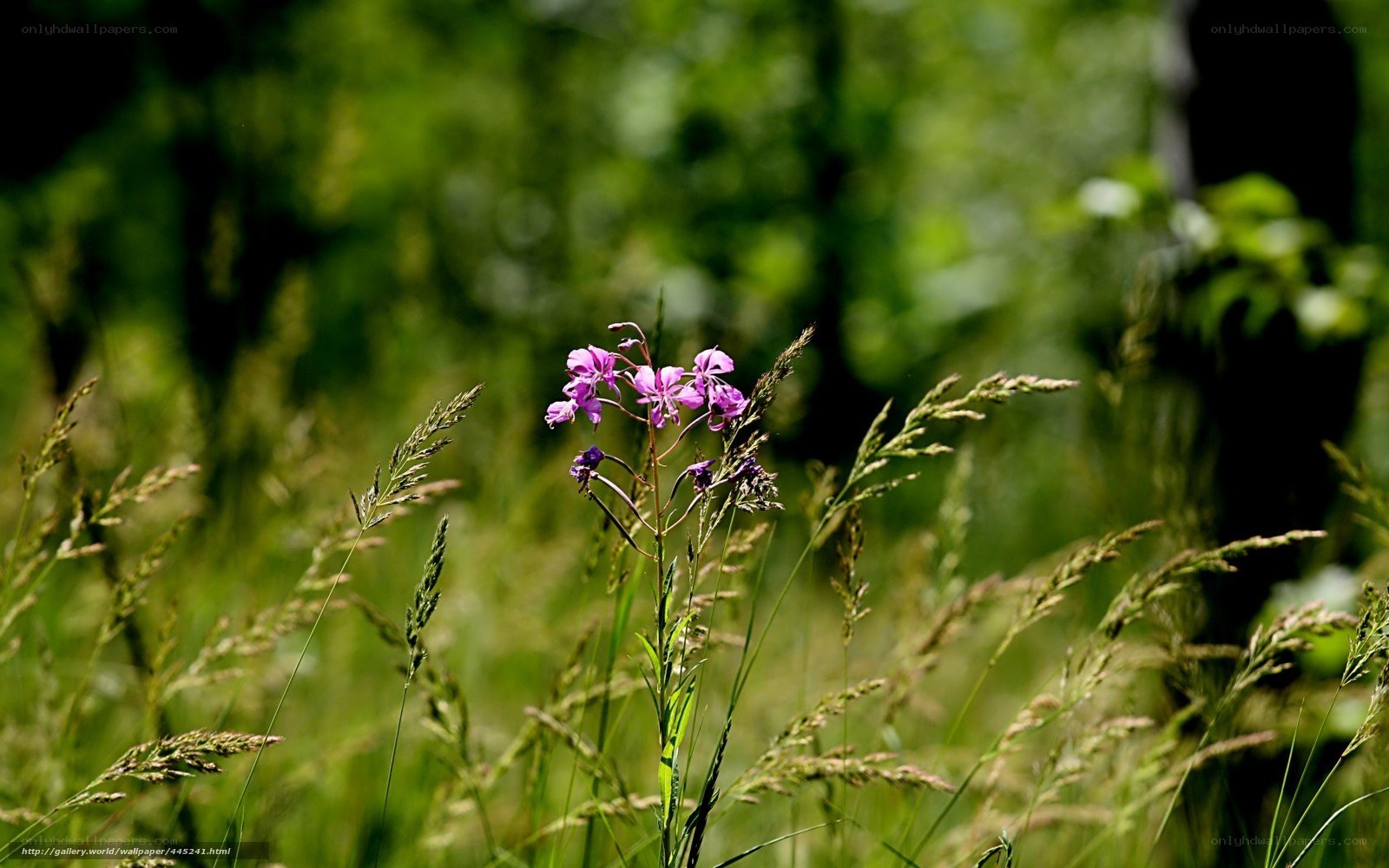 Purple wildflowers in a meadow