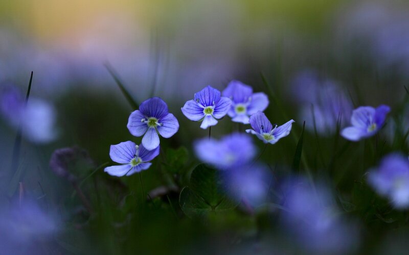 Purple wildflowers in a meadow