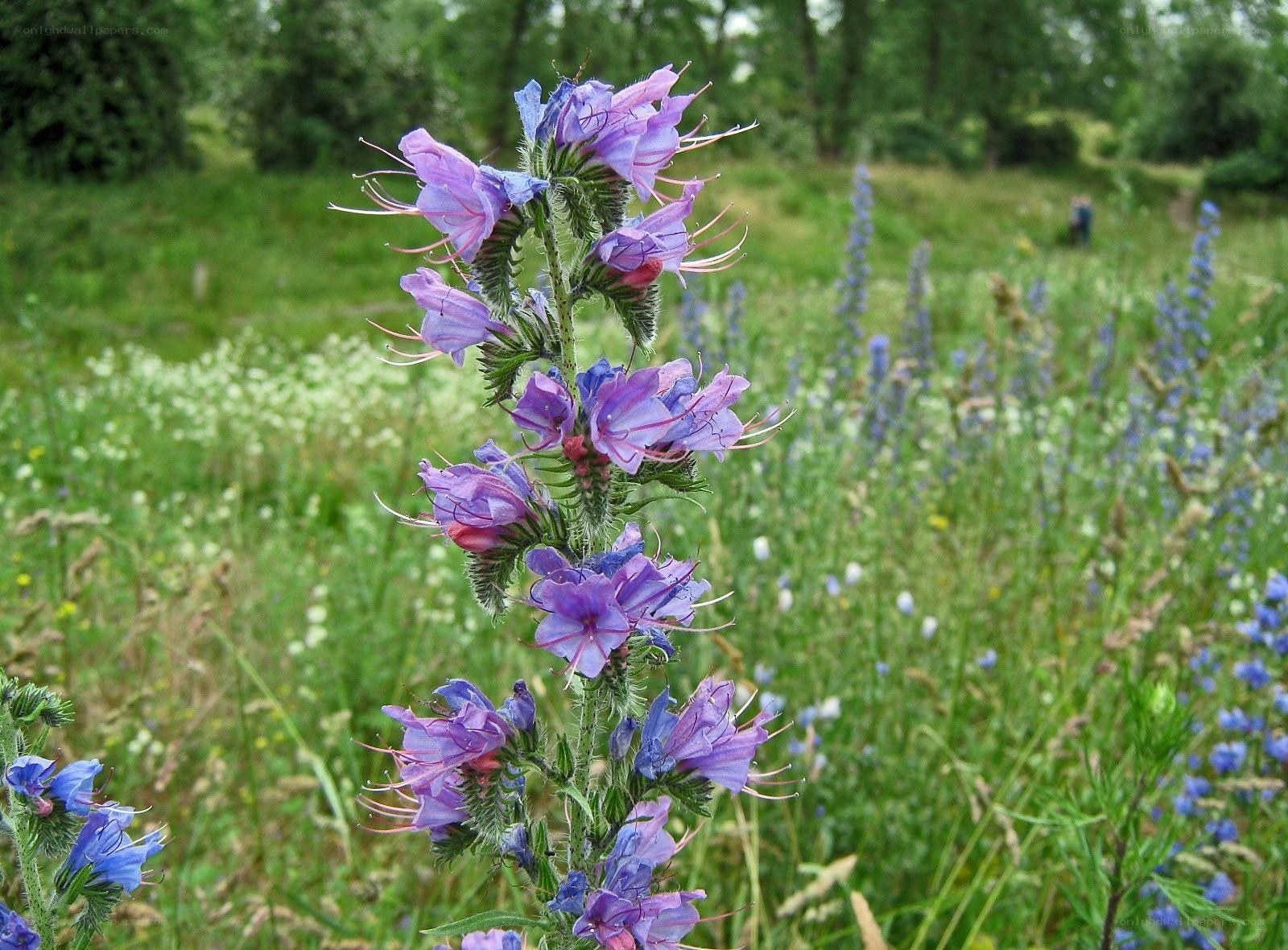 purple wildflowers in a meadow
