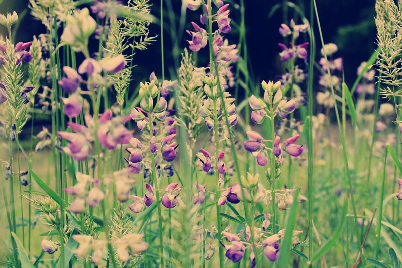 purple wildflowers in a meadow