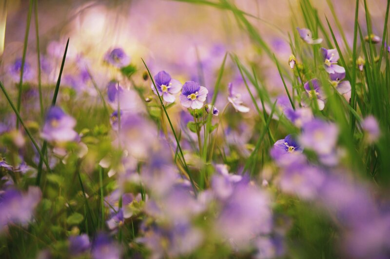 Purple wildflowers in a meadow