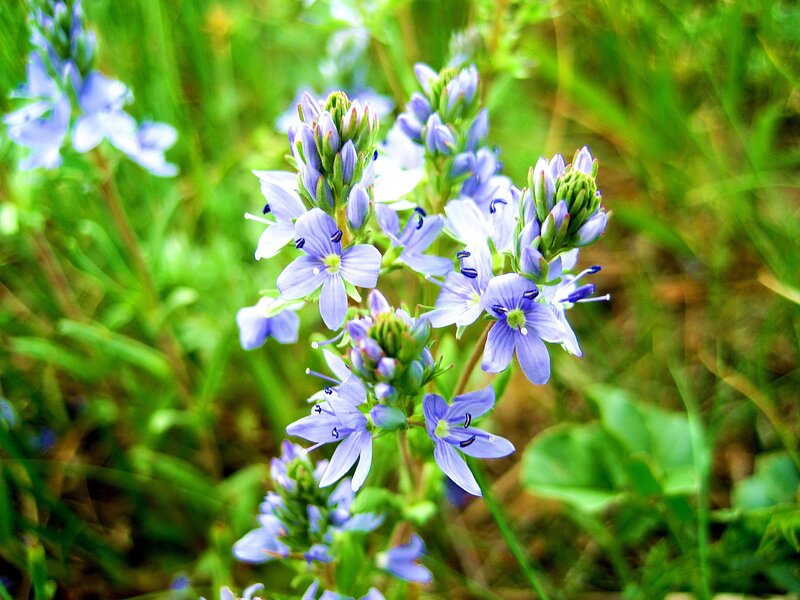 purple wildflowers in a meadow