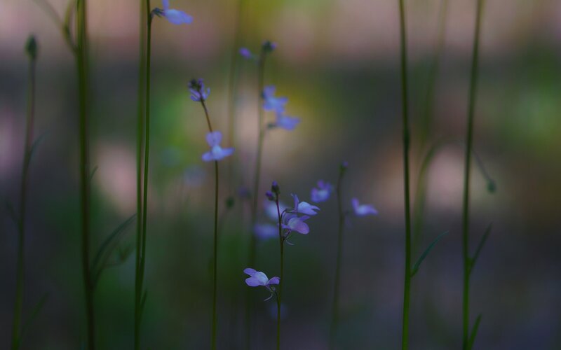 Purple wildflowers in a meadow