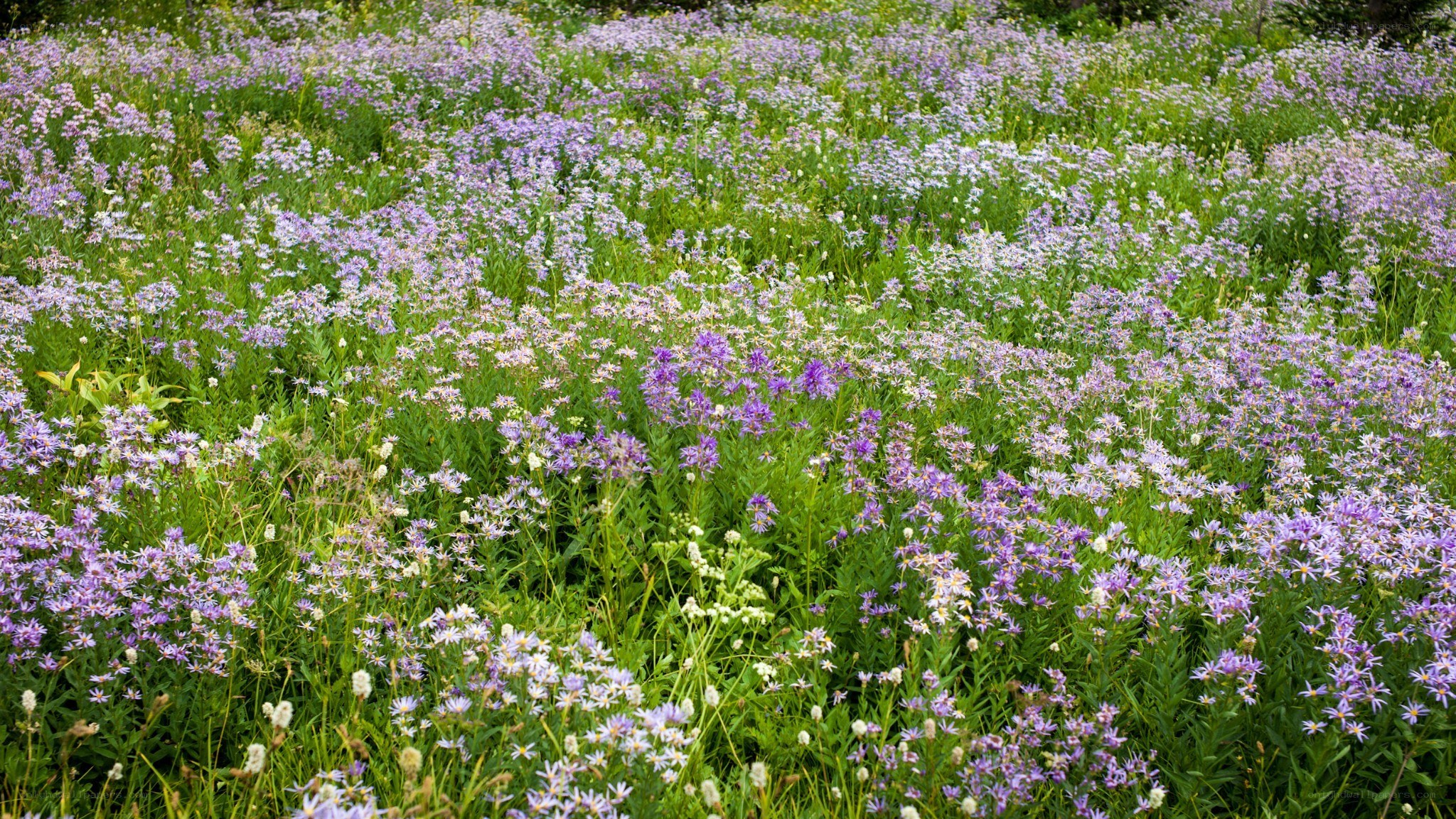 purple wildflowers in a meadow
