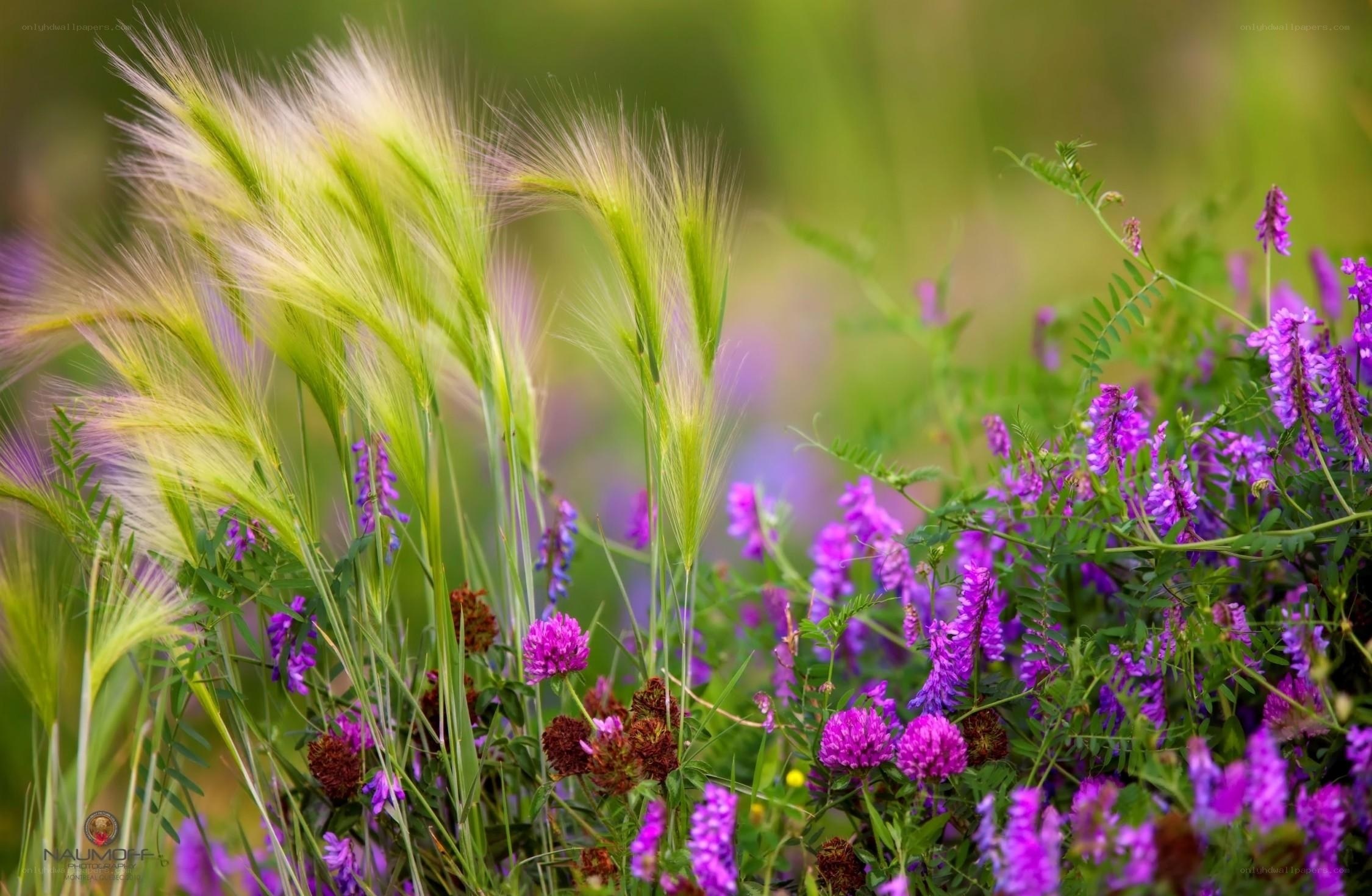 Purple wildflowers in a meadow