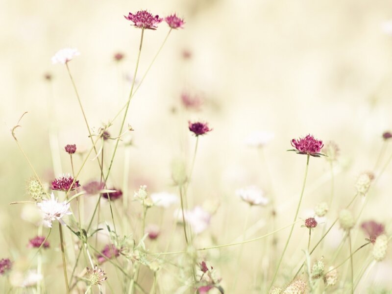 Purple wildflowers in a meadow