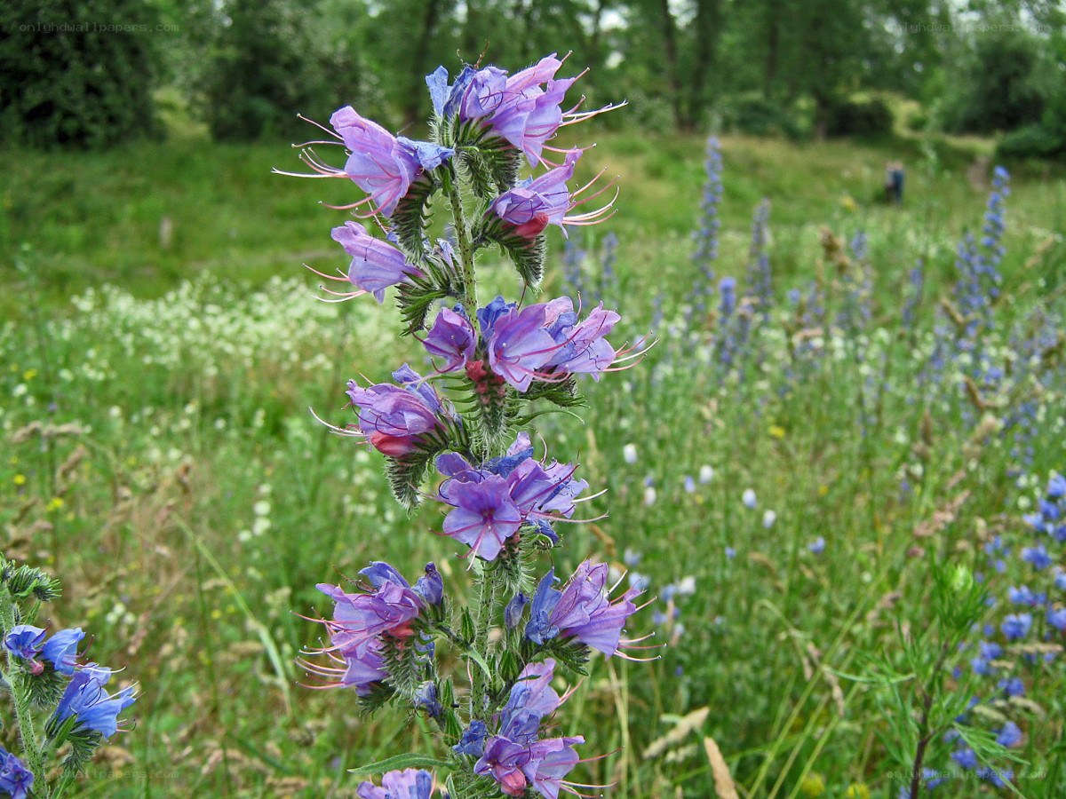 purple wildflowers in a meadow