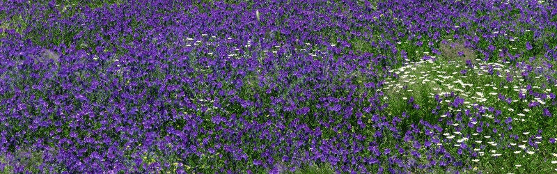 purple wildflowers in a meadow