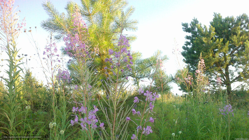 Purple wildflowers in a meadow
