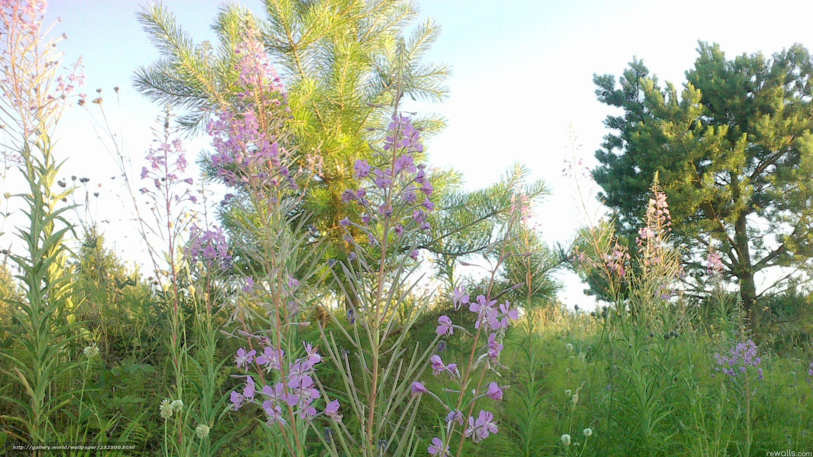 Purple wildflowers in a meadow