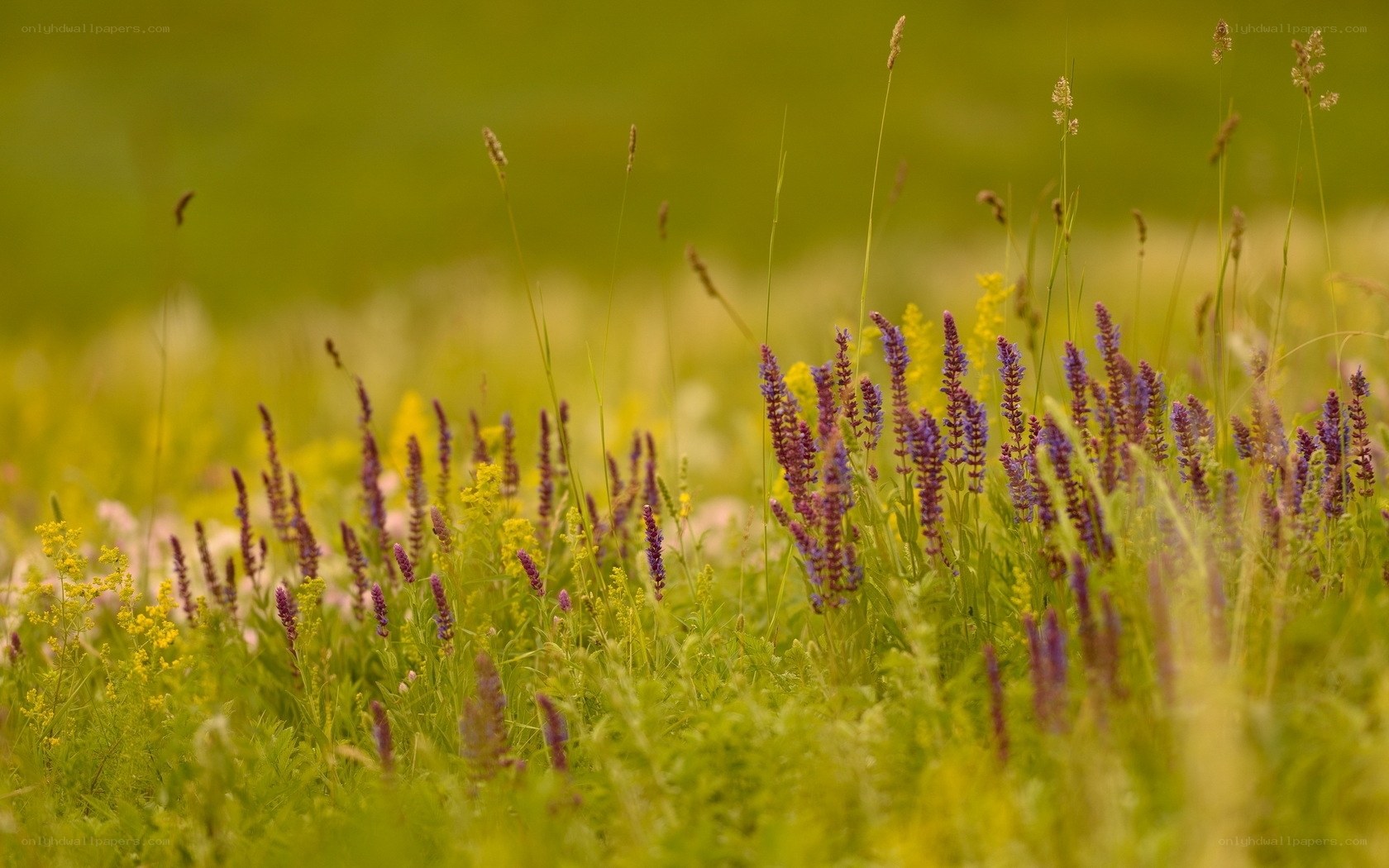 Purple wildflowers in a meadow