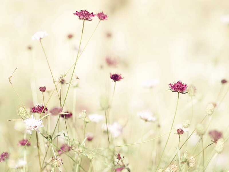Purple wildflowers in a meadow