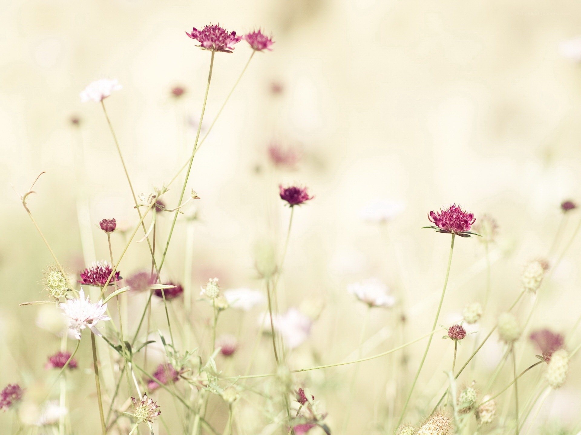 Purple wildflowers in a meadow