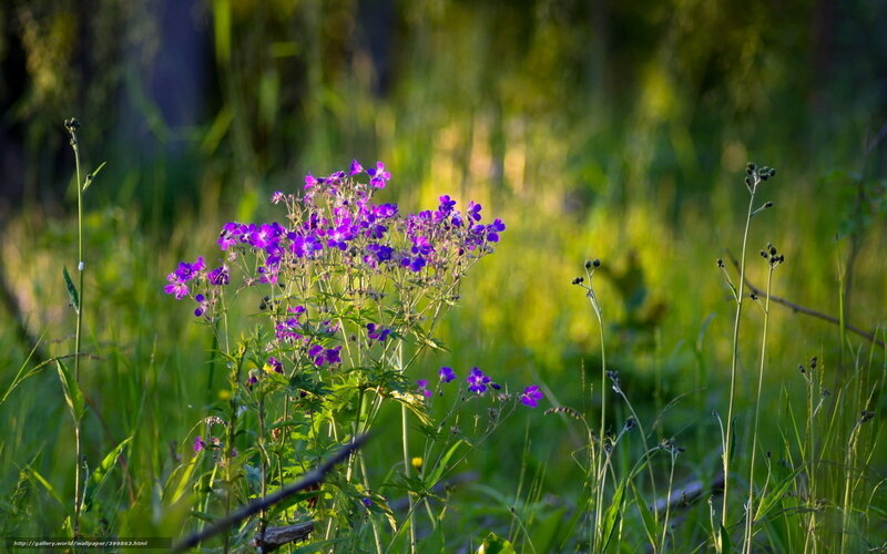 Purple wildflowers in a sunlit meadow