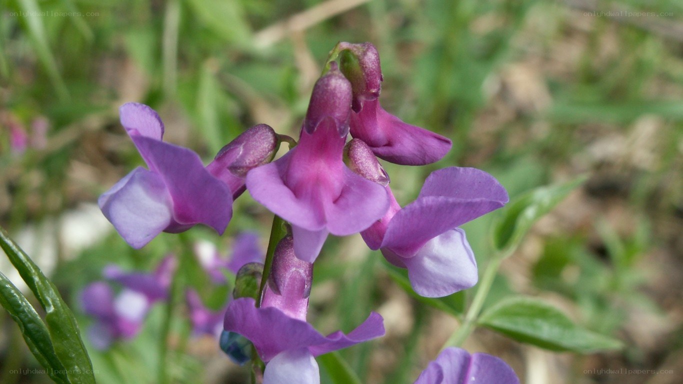 purple wildflowers in bloom