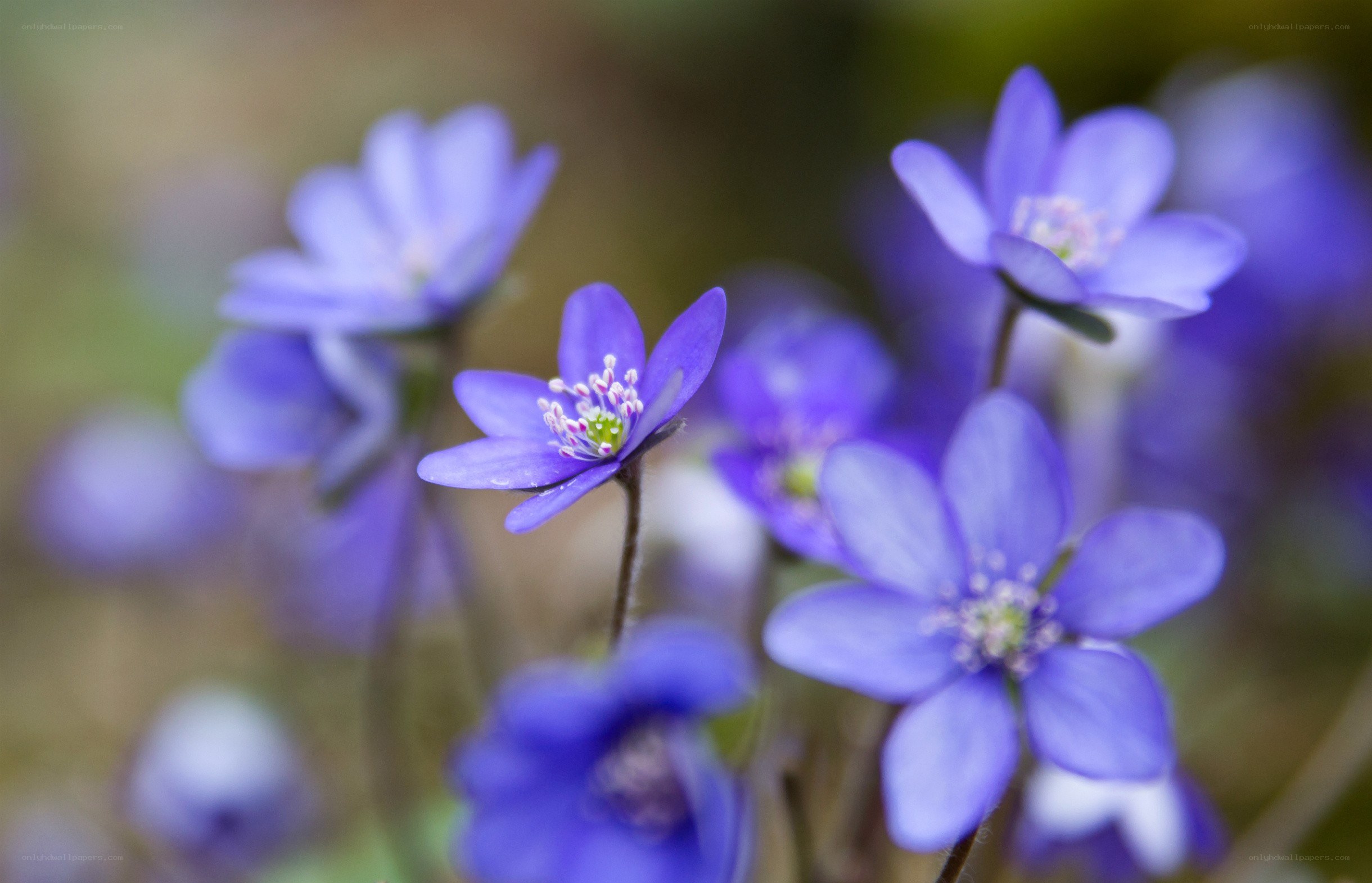 Purple wildflowers in bloom