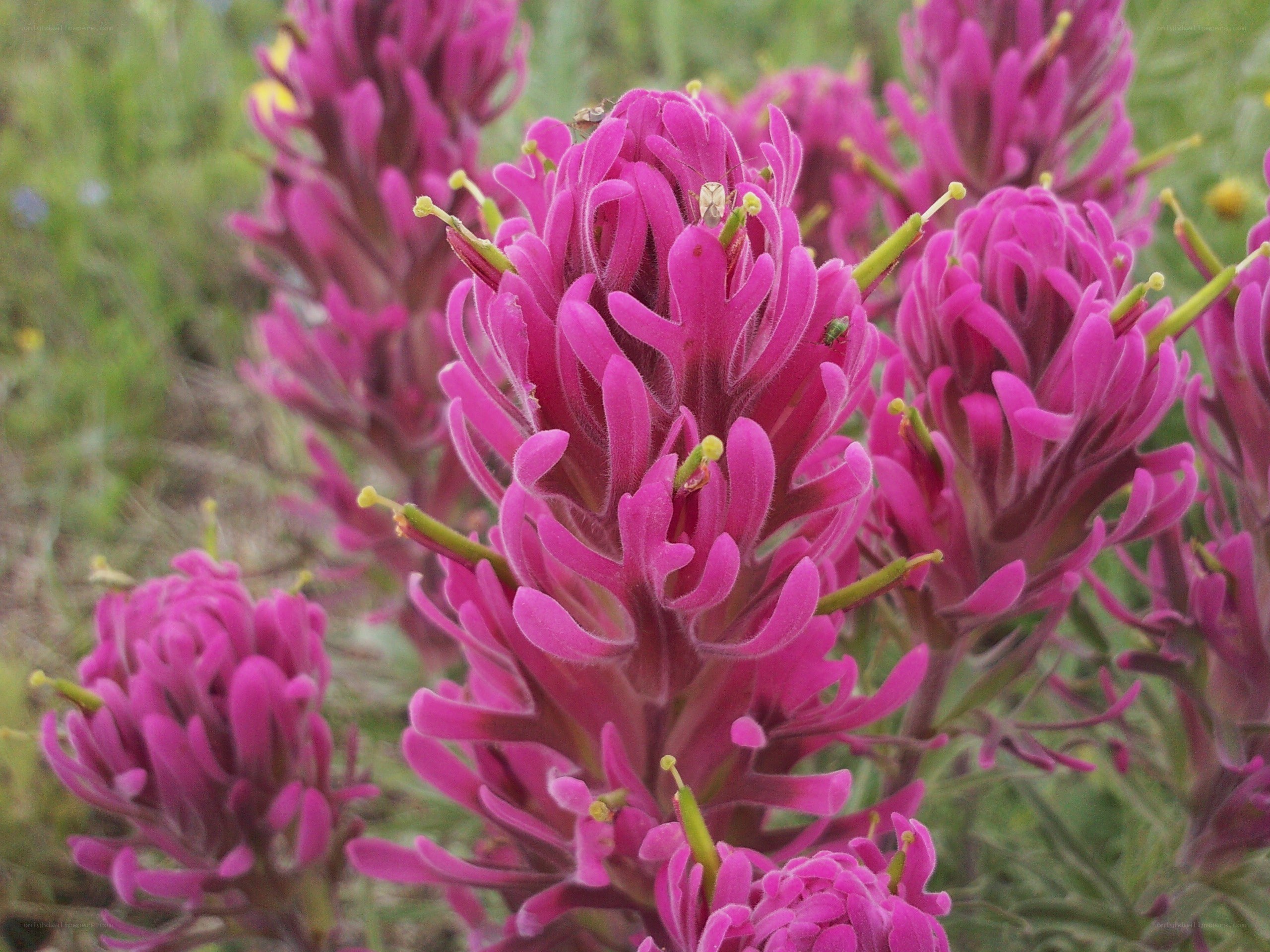 Purple wildflowers in bloom