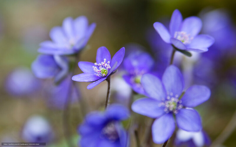 Purple wildflowers in bloom