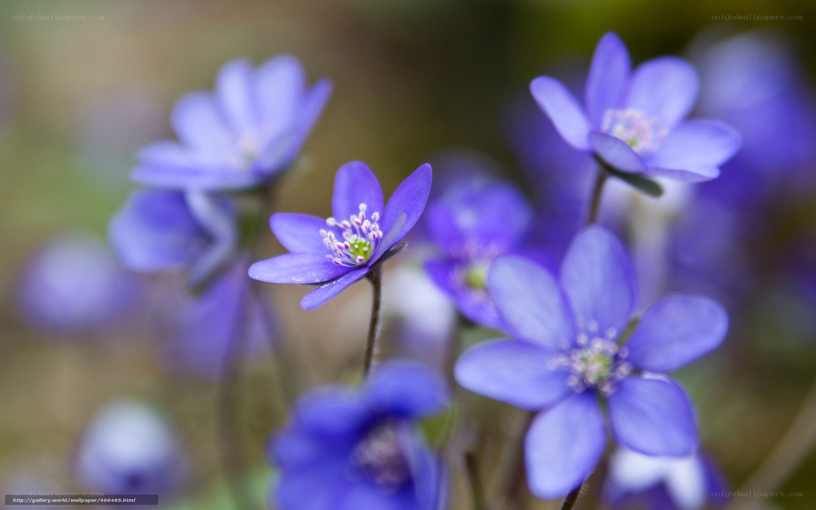 Purple wildflowers in bloom