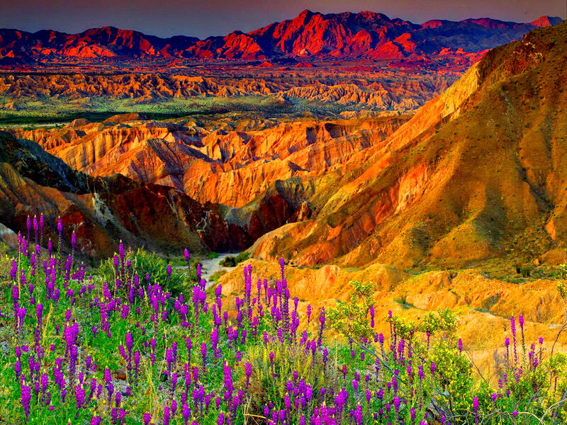 Purple Wildflowers in Canyon — Dramatic