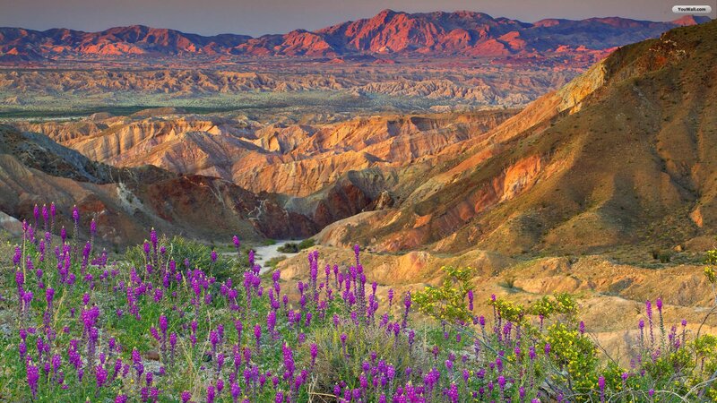 Purple Wildflowers in Canyon — Serene