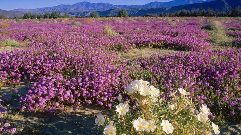 Purple wildflowers in desert