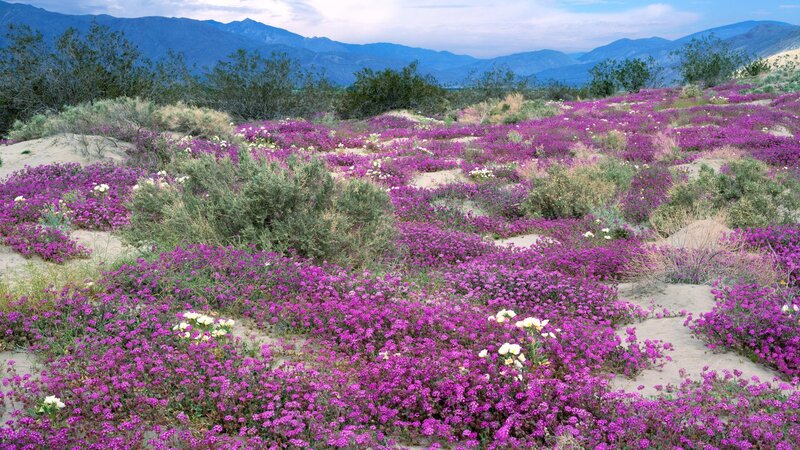 Purple wildflowers in desert landscape