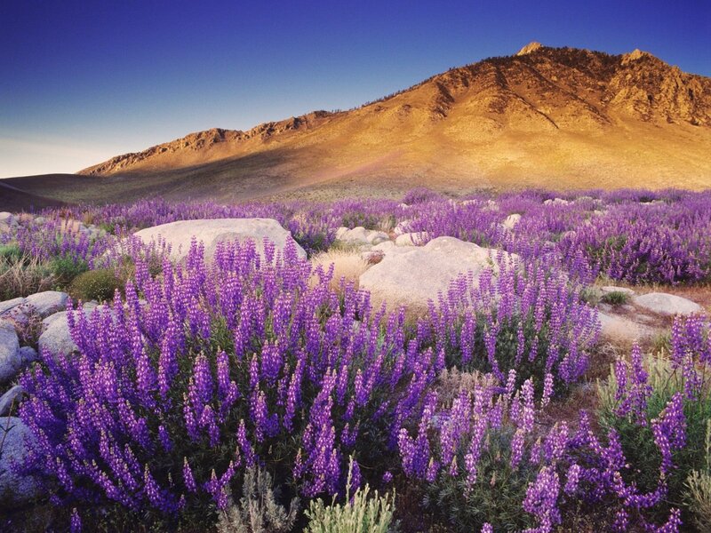 Purple Wildflowers in Desert — Serene, Sunset