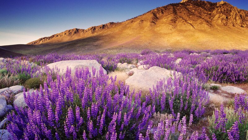 Purple Wildflowers in Desert — Serene