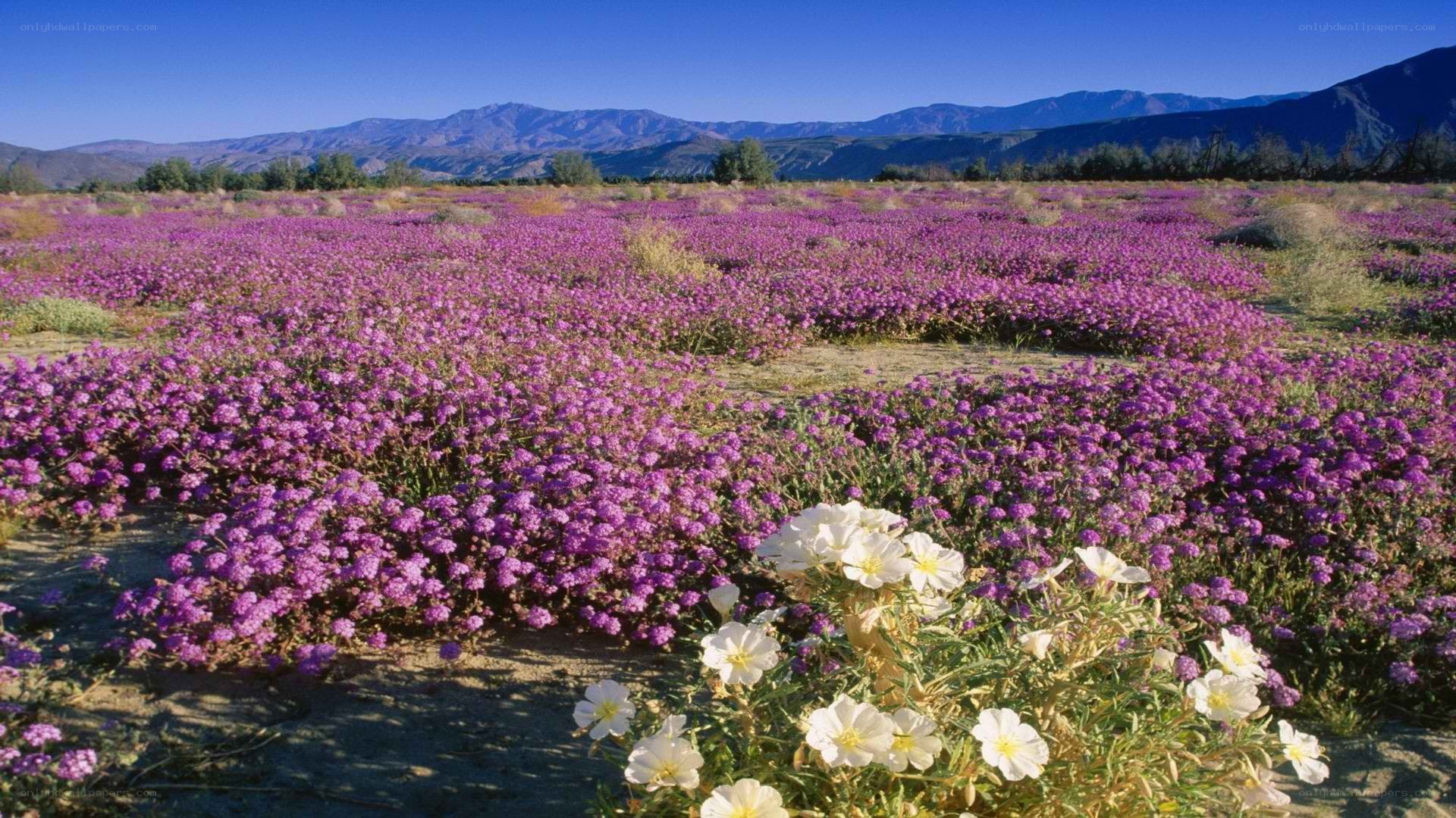 Purple wildflowers in desert