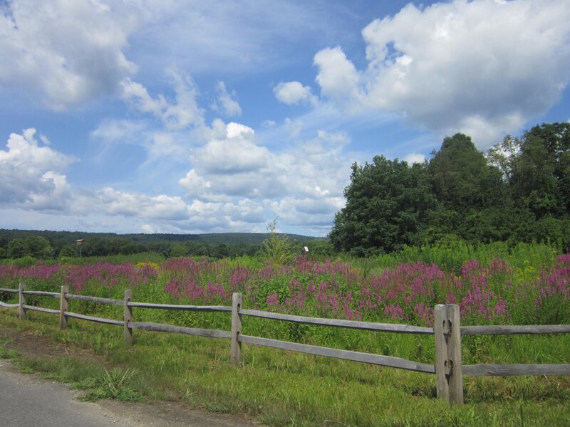 Purple Wildflowers in Field — Blue, Serene, Afternoon, Photograph, Wooden Fence