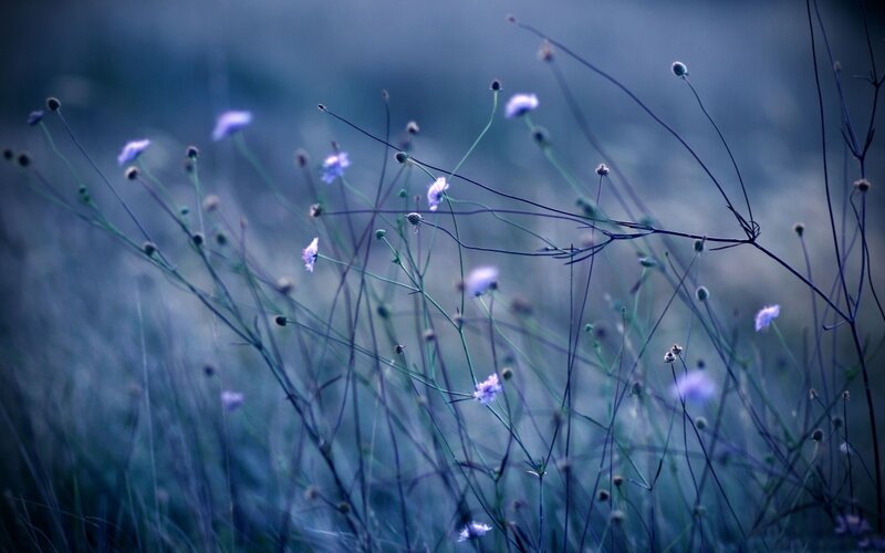 Purple Wildflowers in Field — Blue, Serene, Night