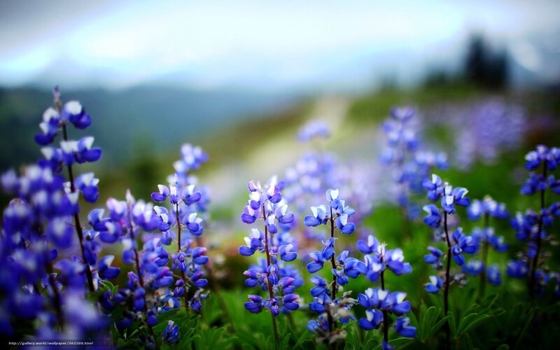 Purple Wildflowers in Field — Blue, Serene, Spring