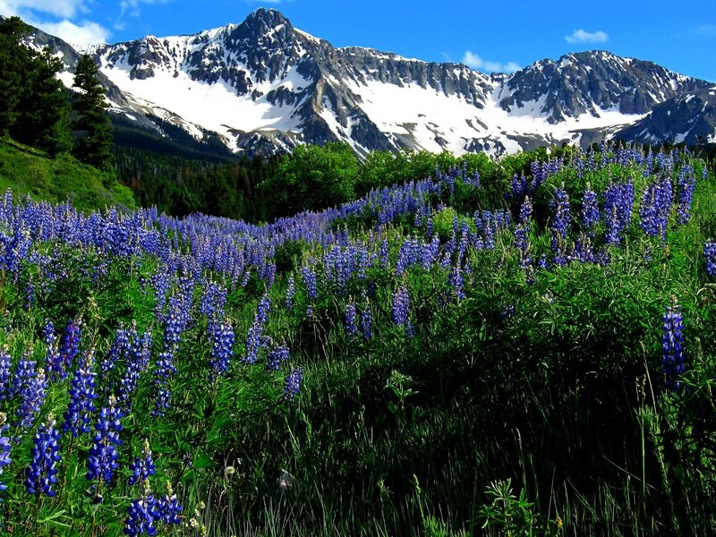 Purple Wildflowers in Field — Blue, Serene, Summer