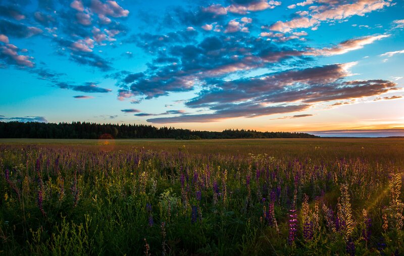 Purple Wildflowers in Field — Blue, Serene, Sunset, Photograph