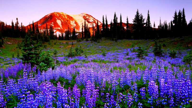 Purple Wildflowers in Field — Blue, Serene, Sunset