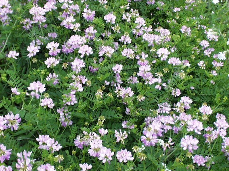 Purple Wildflowers in Field — Calm