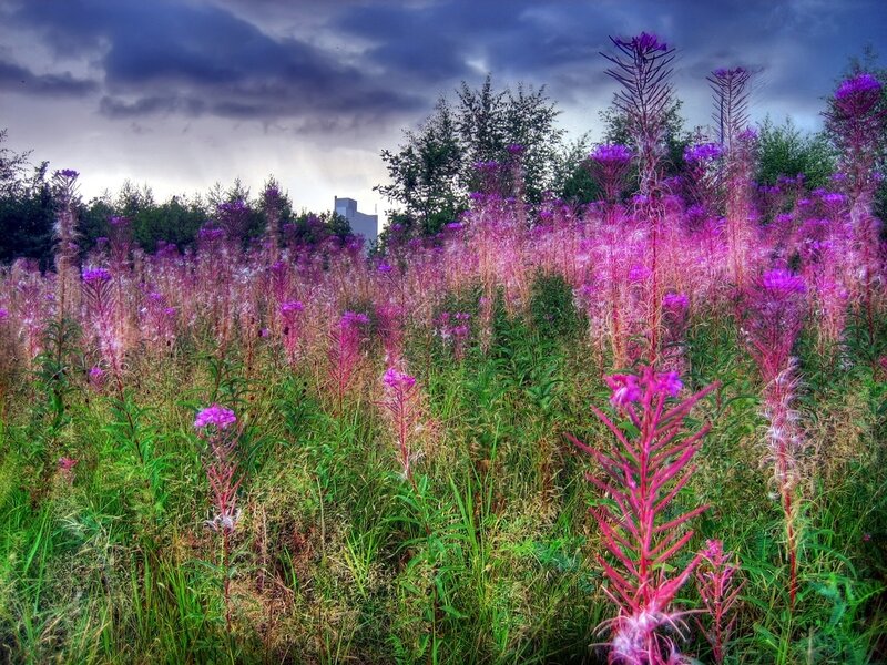 Purple Wildflowers in Field — Dramatic, Afternoon, Photograph, Trees