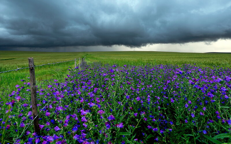 Purple Wildflowers in Field — Dramatic, Afternoon