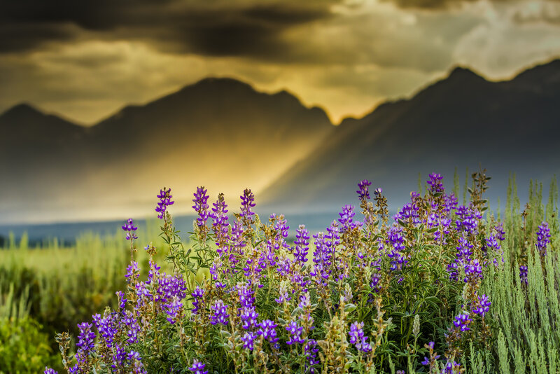 Purple Wildflowers in Field — Dramatic, Sunset, Photograph, Mountains