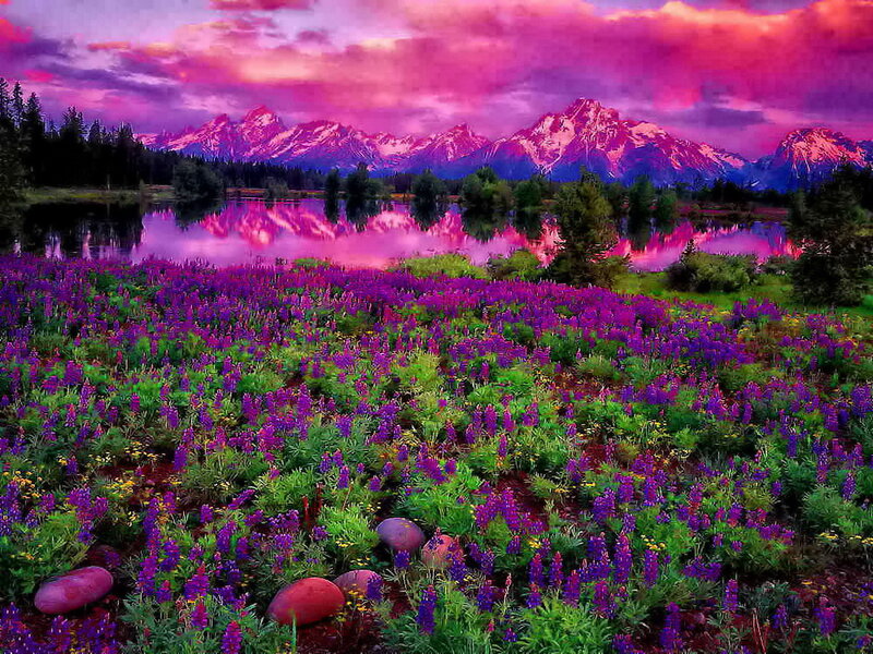 Purple Wildflowers in Field — Dramatic, Sunset, Photograph