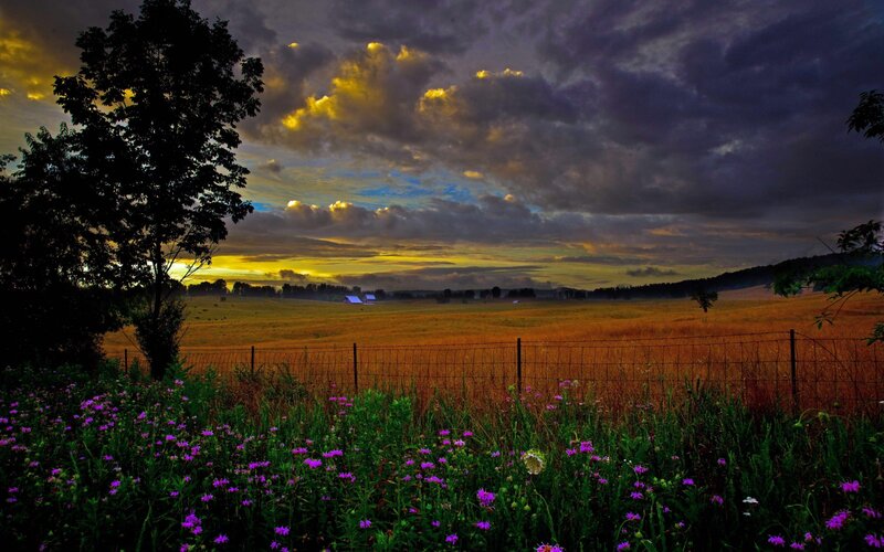 Purple Wildflowers in Field — Dramatic, Sunset, Photograph, Tree